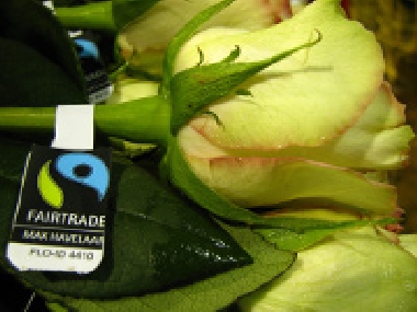 Fairtrade-Rose aus Ecuador von Hoja Verde-