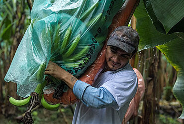 Ein Mann trägt einen eingepackte Bananenstaude auf seiner Schulter durch die Bananenplantage