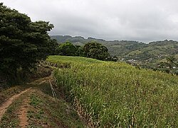 Die Rohrzuckerkooperative Coopecanera in Costa Rica