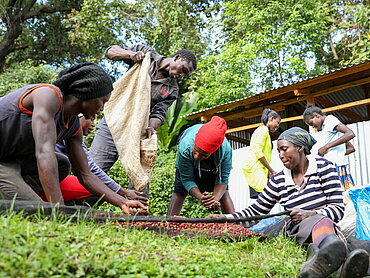 Ein Leitfaden zu HREDD soll Fairtrade-Kleinbauernorganisationen zukünftig Unterstützung bieten. Zu sehen sind Kleinbäuerinnen und -bauern einer kenianischen Kooperative beim Sortieren von Kaffeekirschen. Credit: Fairtrade / Nyokabi Kahura / Fairpicture