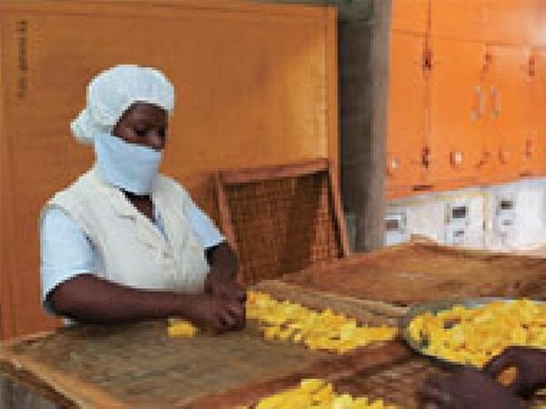 Trocknung der Mangos bei Gebana Afrique