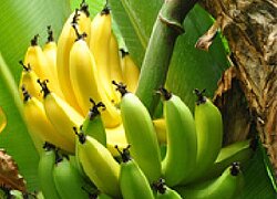 Der Bananenproduzent Asociación de Producción Agrícola Mundo Nuevo