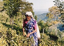 Die Tee- und Gewürz-Kooperative SOFA in Sri Lanka
