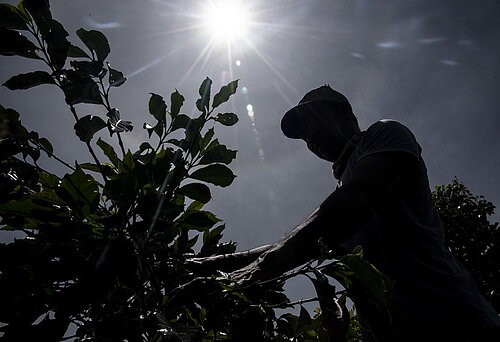 Kaffeebauer in Indonesien in praller Sonne. Der EU-Komissionsvorschlag für entwaldungsfreie Lieferketten betrifft auch den Kaffeeanbau. Foto: Rosa Panggabean/Fairtrade