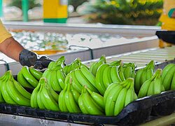 Die Bananen-Kooperative Cooperativa Agraria de Banananeros Orgánicos Huayquiquira in Peru