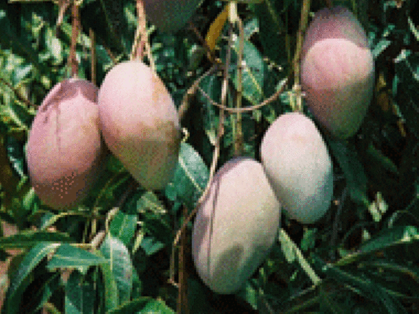 mangobaum