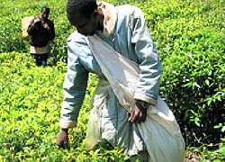 Die Herkulu Tea Estate in Tansania