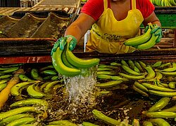 Die Bananen-Kooperative Cooperativa Agraria de Bananeros Orgánicos Señor de Chocan de San Vicente de Piedra Rodada in Peru