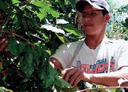 Die Kleinbauernkooperative "CECAPRO" in Guatemala