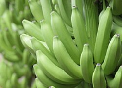 Die Bananen-Kooperative ASOPROBACAO in Ecuador