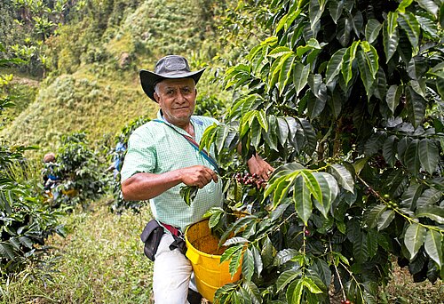 ASOPROSIERRA COFFEE COOPERATIVE in Kolumbien