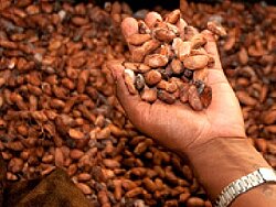 Teaserbild Hand mit Kakaobohnen, Kooperative Urocal in Ecuador