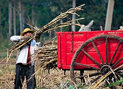 Die Zucker-Kooperative Asocace in Paraguay