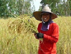 Reisbauer der Kooperative Nam Om in Thailand