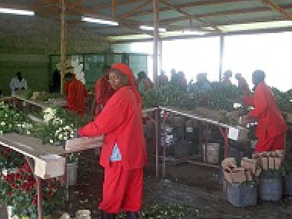 Auf der sieben Hektar großen Farm produzieren 170 fest angestellte Beschäftigte jeden Monat bis zu 1.7 Millionen Fairtrade-Rosen.