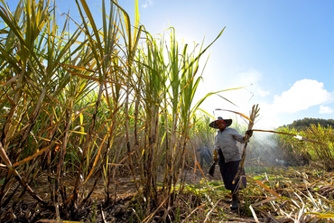 Flacq District, Mauritius: Eine Frau erntet Zuckerrohr auf dem Feld.