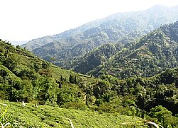 Die Plantage Tea Promoters India Pvt. Ltd. in Indi